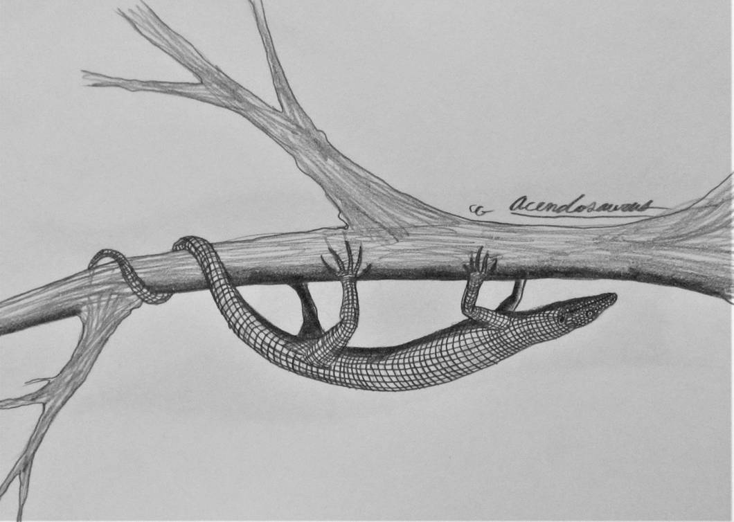 Lizard, Tree Crawler banner image