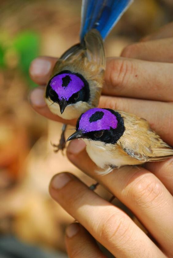 Wren, Lavender Headed banner image