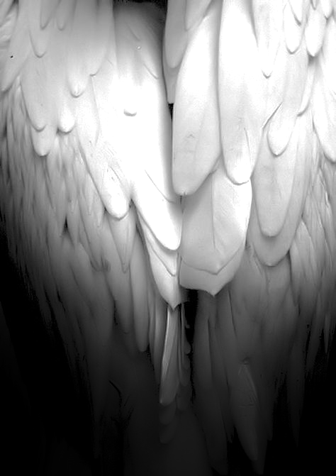 Luxan banner image
