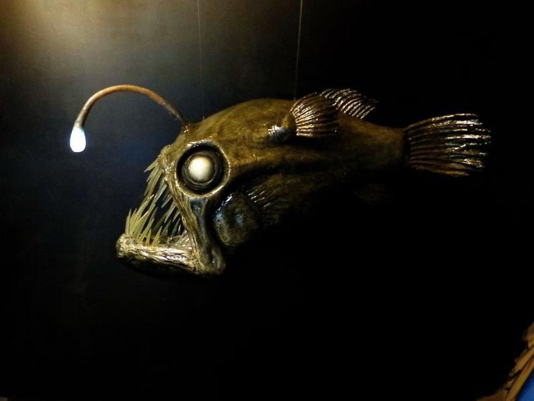 Obinpitant Fish banner image