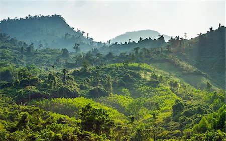 Chuccan Forest banner image