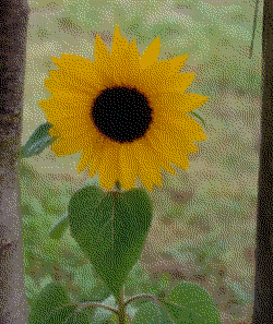 gif image