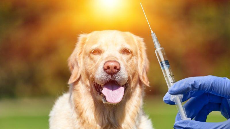 Rabies Prevention in India Why Rabies Immunoglobulin (RIG) is Essential After Dog Bites