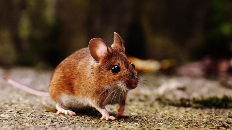 Russia Launches 75 Mice into Space to Study Effects of Spaceflight on Living Organisms