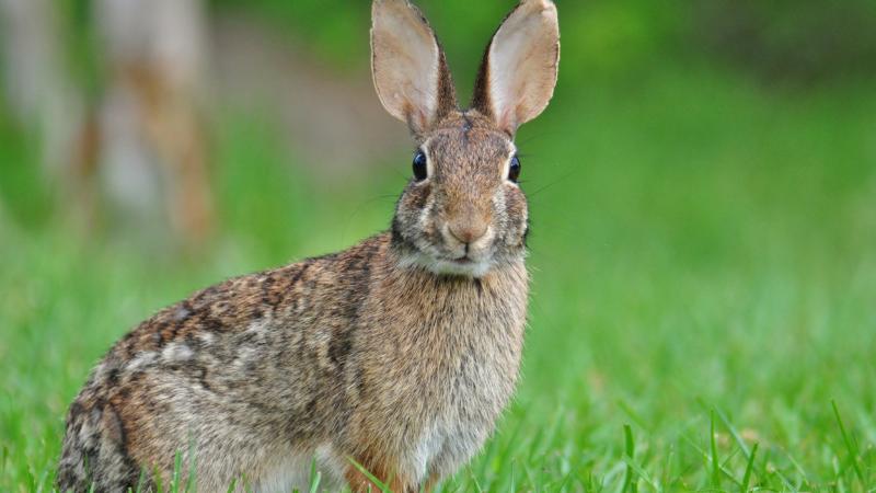CDC Reports Increase in Tularemia Cases in the U.S.