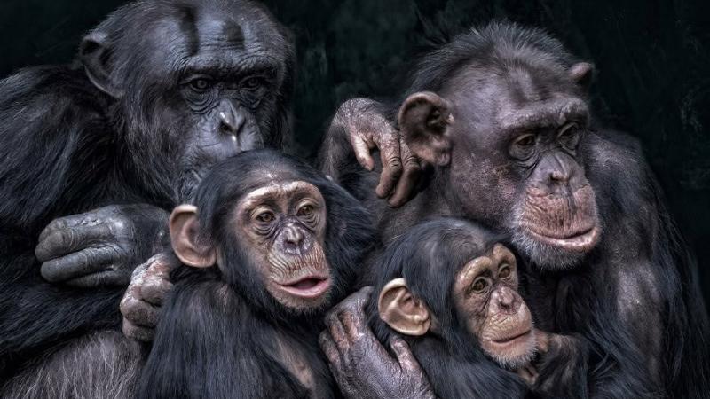 Chimpanzees Show Varying Nut-Cracking Skills, Revealing Cognitive Differences