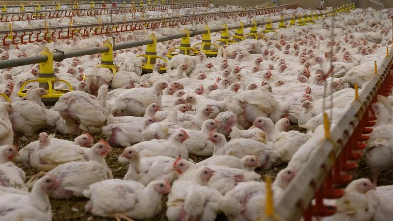 Telangana Blocks Poultry from Andhra Pradesh After Bird Flu Outbreak in East Godavari