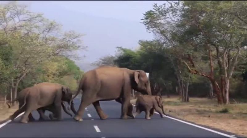 AI System Prevents Elephant-Train Collision in Odisha