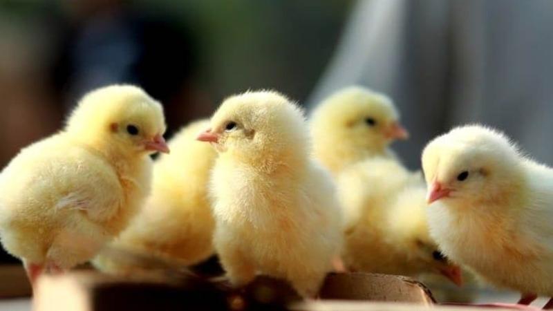 4,200 Chicks Found Dead in Maharashtra Poultry Farm After Bird Flu Outbreak