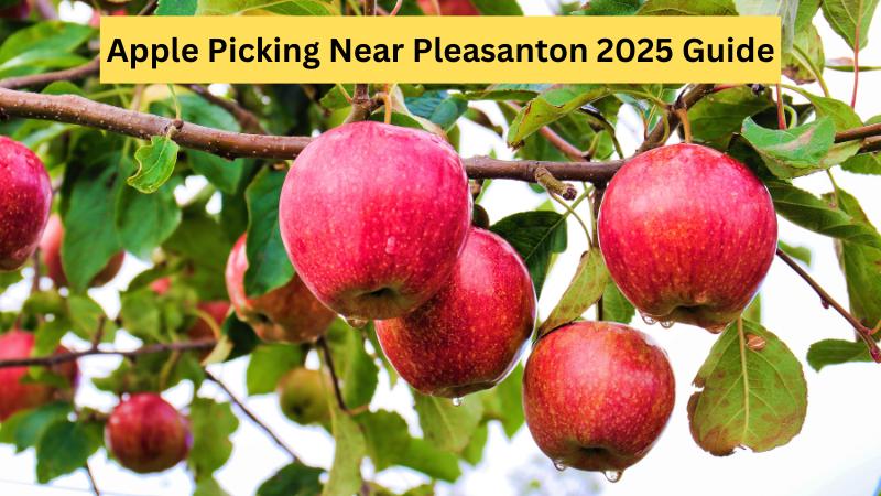 Apple Picking Near Pleasanton  2025 Bay Area Guide To Orchards And Pumpkin Patches