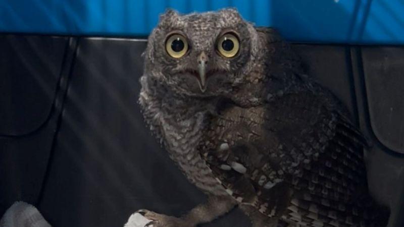 Austin Wildlife Rescue Seeks New Home for Intake Center by November