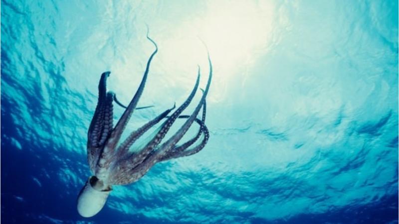 The Intelligence of Cephalopods and the Need for Better Welfare Standards