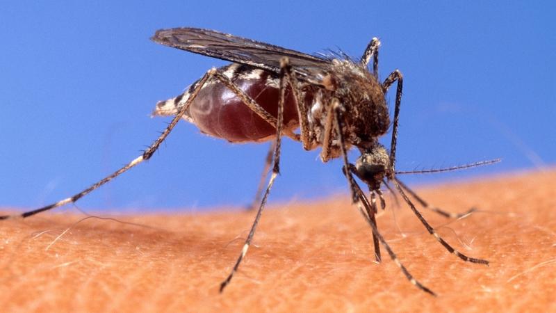 West Nile Virus Detected In Alameda County, Health Officials Issue Safety Alert