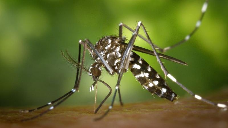 First 2025 West Nile Virus Case in San Ramon Confirmed in Bird, Officials Urge Mosquito Prevention