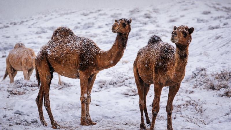 Rare snowfall in Saudi deserts sends climate warning signal India cannot ignore