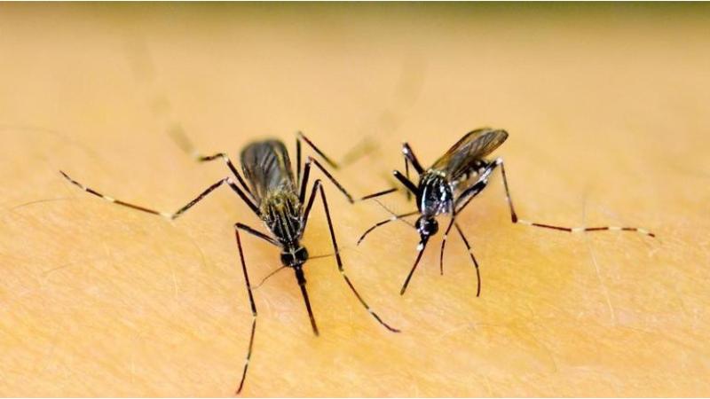 Genetically Engineered Mosquitoes with Toxic Semen to Combat Tropical Diseases