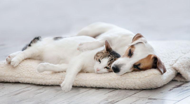 Pleasanton Hosts First-Ever Pet Fair with Fun Contests & Adoptions