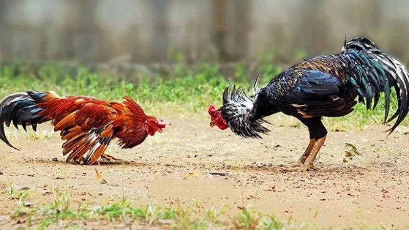 High Stakes Kodi Pandem Match in Godavari Region Draws Rs 2 Crore Bet