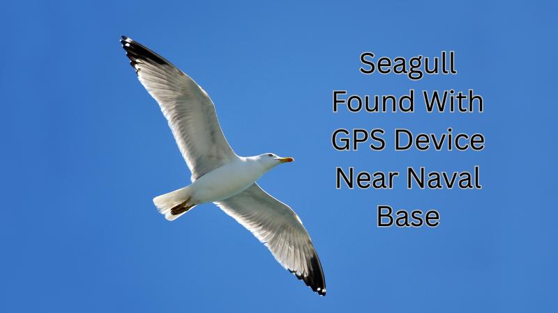 Seagull With Chinese GPS Device Found Near Naval Base In Karnataka Sparks Investigation