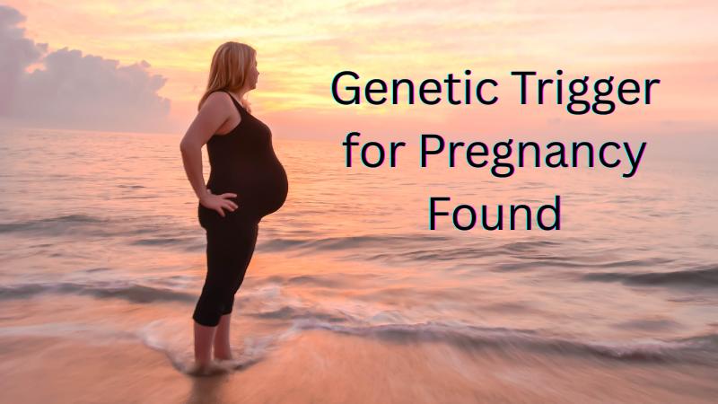 Indian Scientists Discover Genetic Switch That Triggers Early Pregnancy Implantation