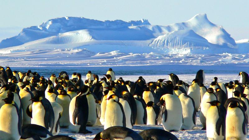 New Study Reveals Emperor Penguins Face Survival Threat From Warming Climate