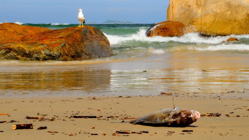 East Bay Neighborhood Sees Rise in Dead Birds, Pellet Gun or Slingshot Suspected
