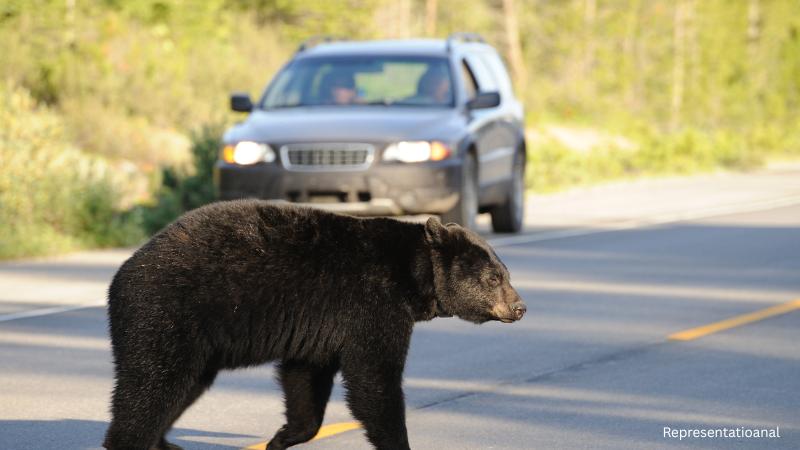 Bear opens car door in West Milford before exploring deck