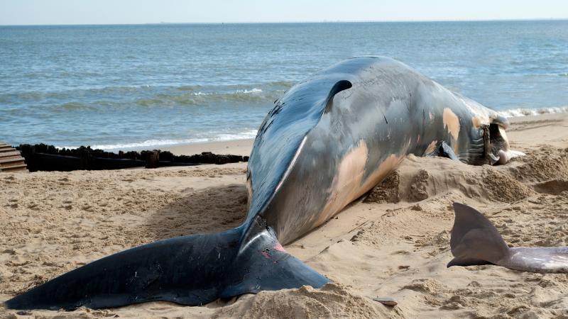 Sam Liccardo questions NOAA over whale deaths and federal cuts in Bay Area