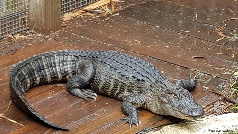 Pennsylvania man’s emotional support alligator sparks Walmart controversy