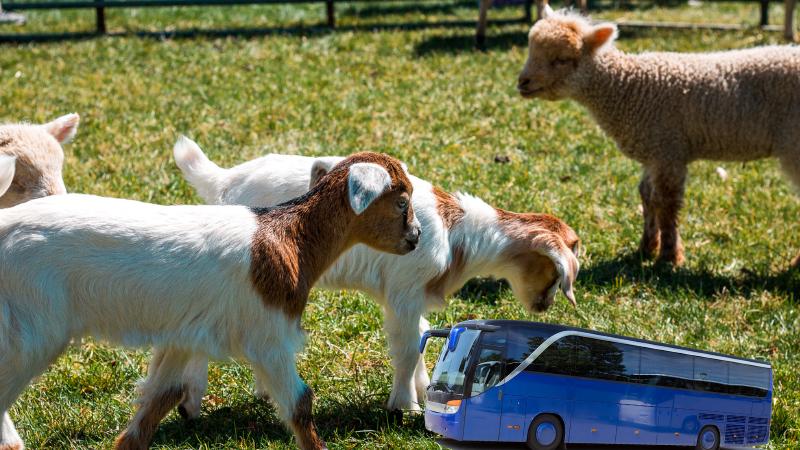 Columbus zoo bus returns with summer service and discount admissions