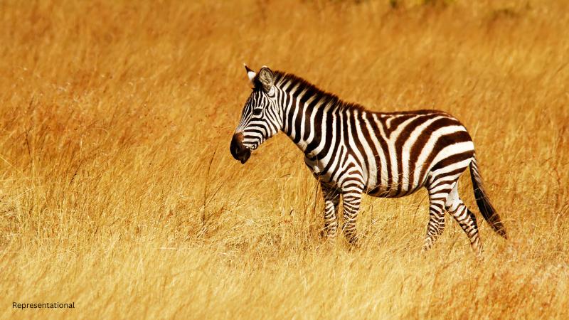 Columbus Zoo mourns zebra Paula after fatal collision in Heart of Africa habitat