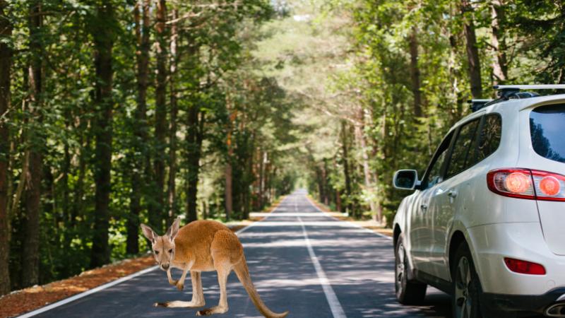 Kangaroo incident closes Alabama highway, triggers police response