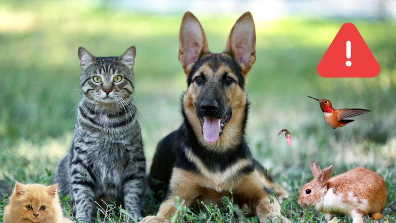 Tularemia Alert in Illinois  Wildlife Infections Raise Health Concerns for Residents and Pets