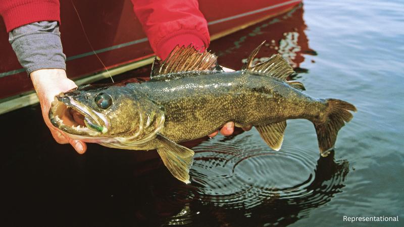 Ohio Moves Forward with Bill to Designate Walleye as State Fish