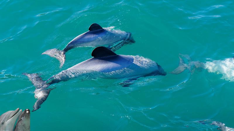 Bottlenose dolphin calf born at Chicago zoo after more than a decade