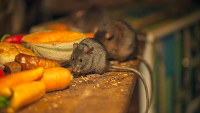 Rodents force shutdowns at major food retailers across Santa Clara County