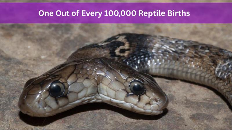 Rare Twin-Headed Snake Thrives at Berkeley Pet Facility