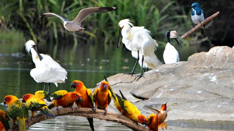 Thousands of birds to fly over Chicago, migration alert issued