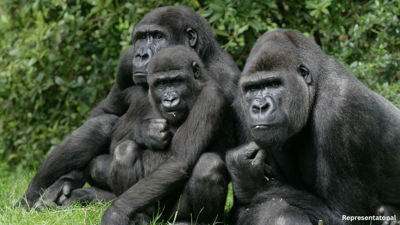 Dallas Zoo gorillas to relocate to new home this fall