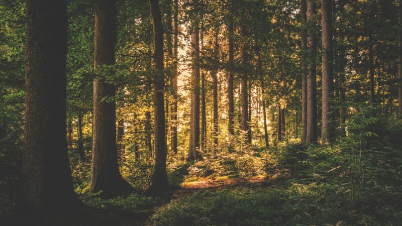 Montara residents call for urgent wildfire cleanup on state-owned land