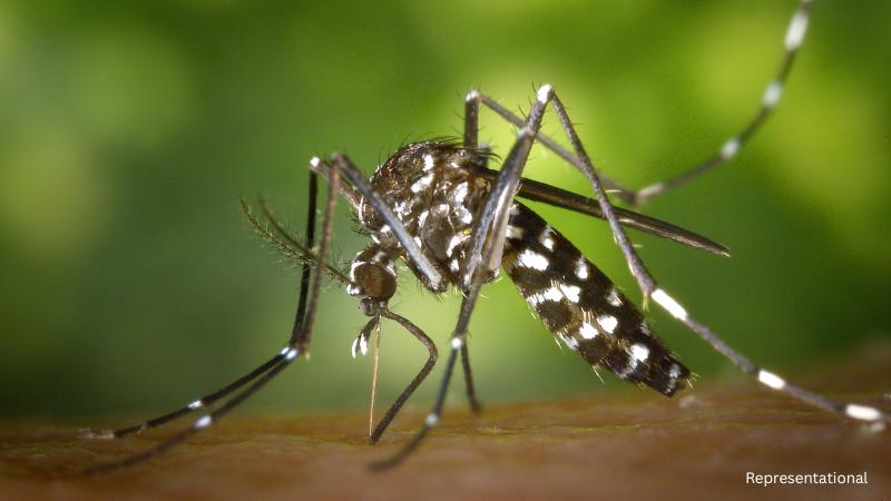 West Nile virus detected in North Texas mosquitoes prompts health warnings