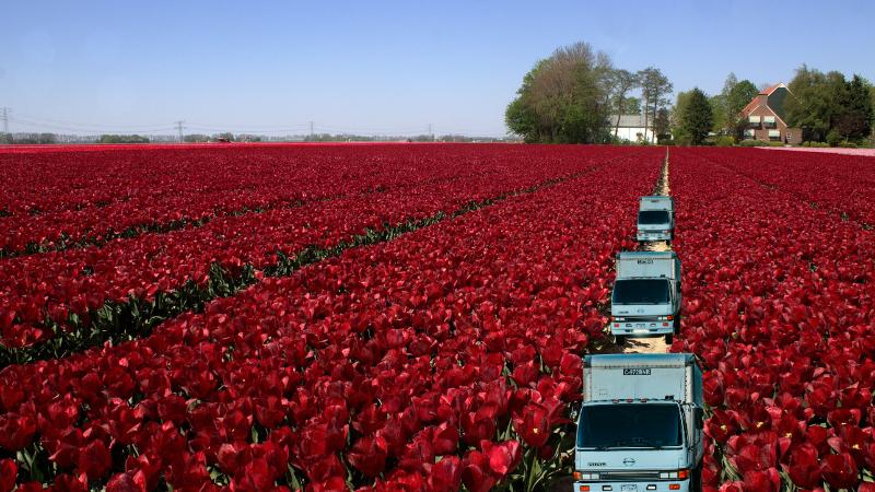 Nearly 1 Billion Flowers Arrive in the U.S. for Valentine’s Day