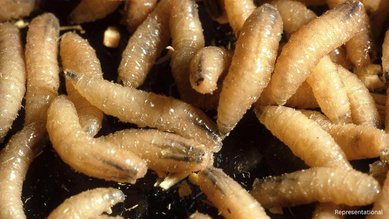 First human case of New World screwworm reported in United States after six decades