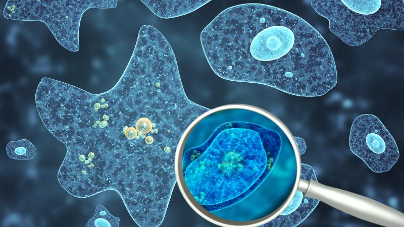 Texas Woman Dies From Brain-Eating Amoeba After Nasal Rinse With Tap Water