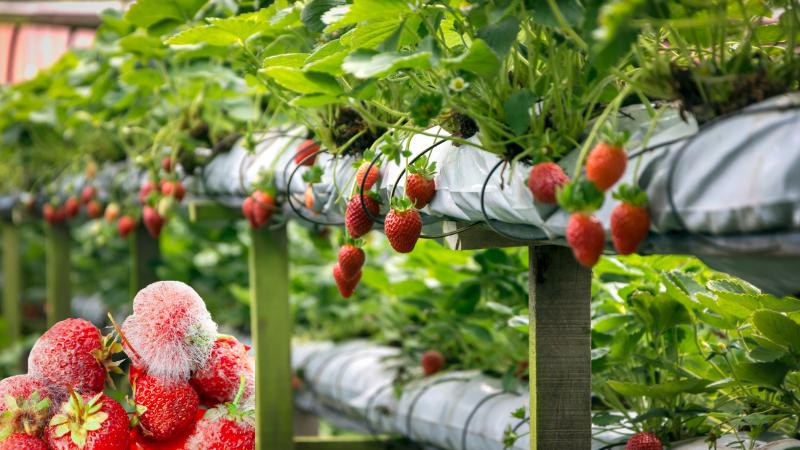 Strawberry lovers disappointed as farms across Virginia shut down early