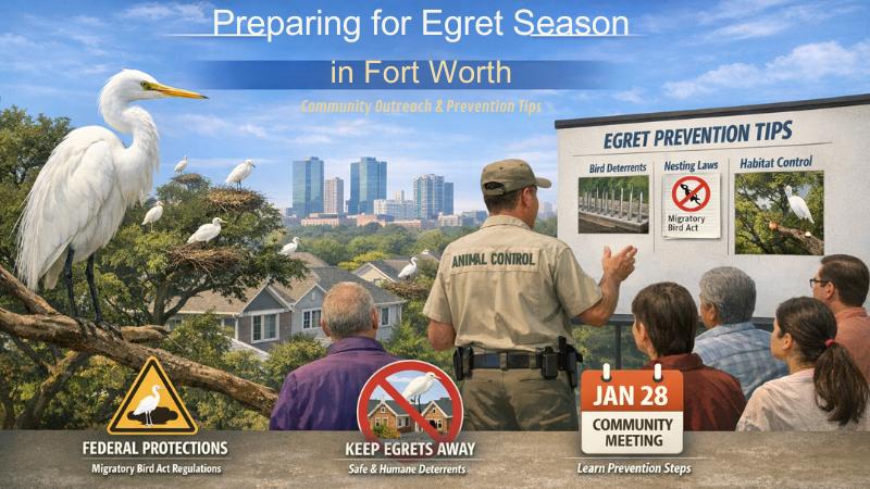 Egret season approaches as Fort Worth prepares residents for migration