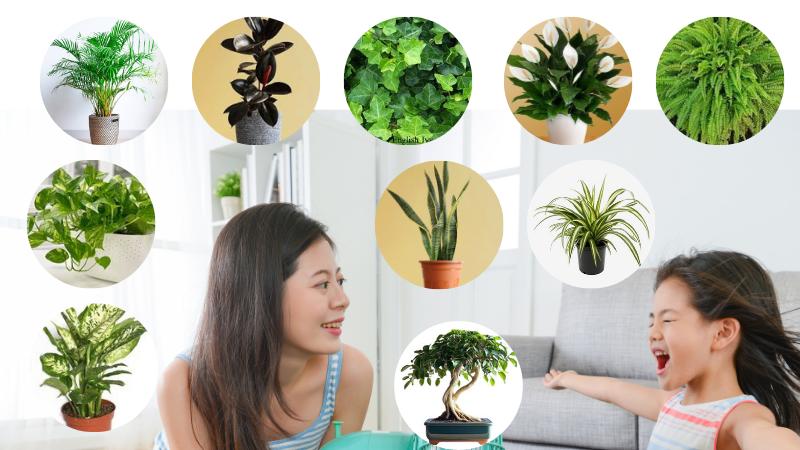 10 NASA-Recommended Plants to Purify Your Home's Air and Enhance Your Space