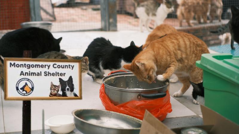 Montgomery County Animal Shelter Seeks Urgent Fosters After AC Failure Endangers 300 Pets