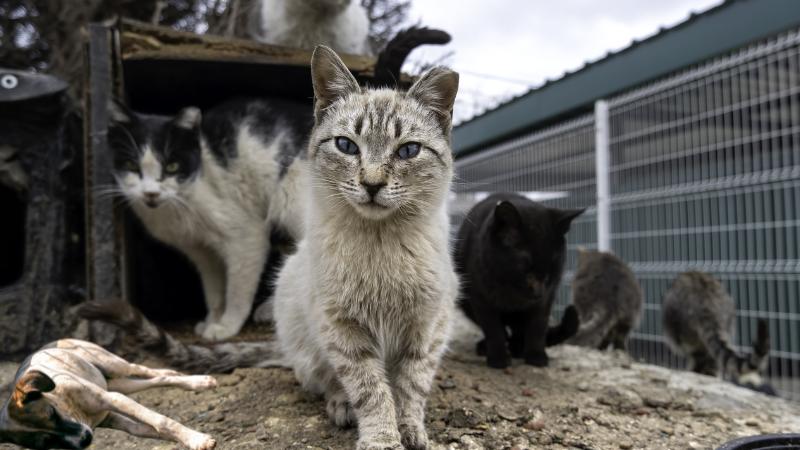 San Francisco shelters overwhelmed by surge in abandoned pandemic-era pets