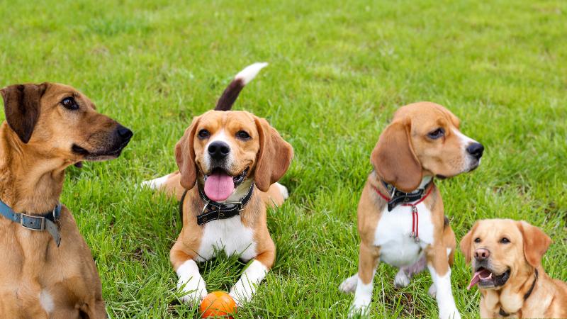 Columbus police release footage of dog attack leading to officer shooting